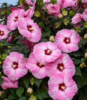 Hibiscus 'Spinderella'